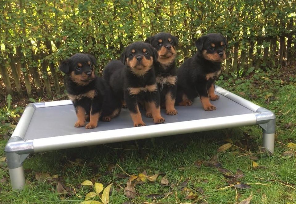 Luvabulls Cofa Bed | Guaranteed Chew Proof Raised Dog Bed for Sale