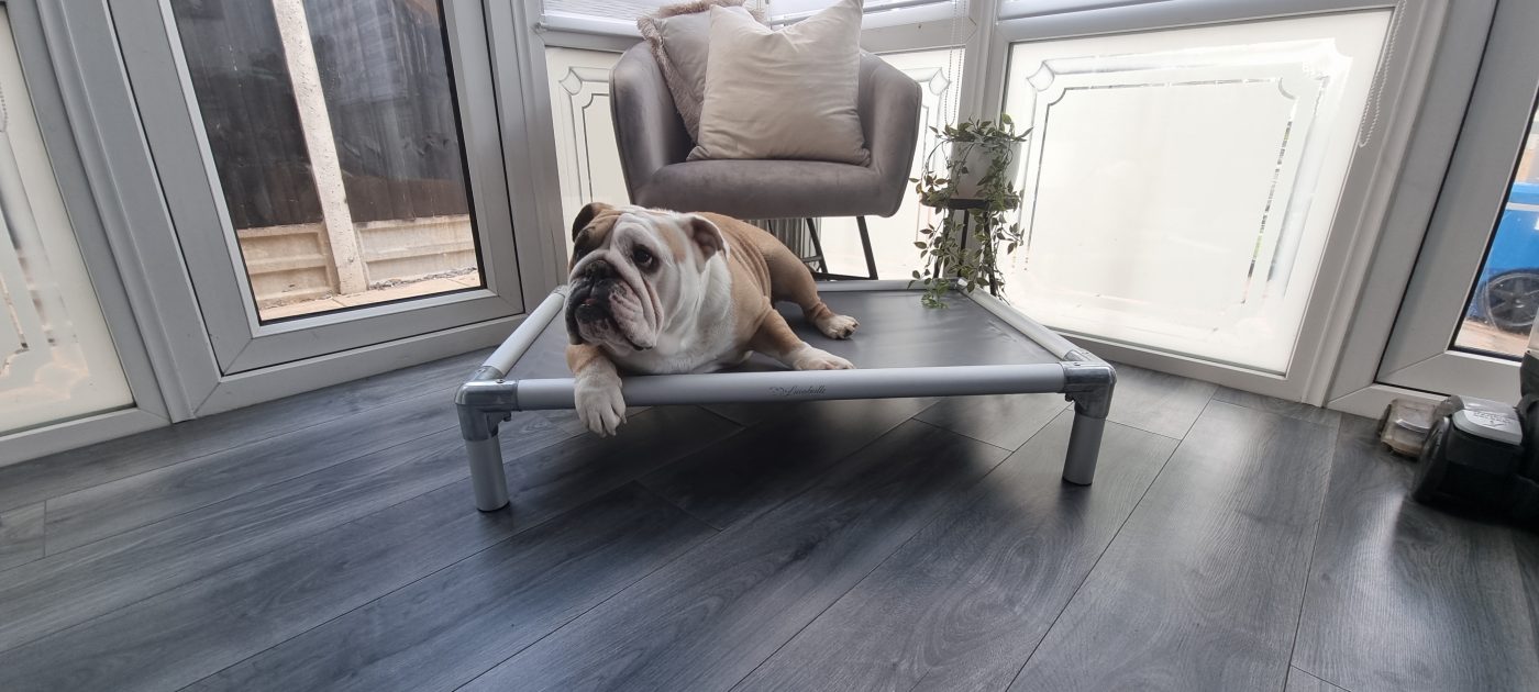A bulldog on a Cofa Bed