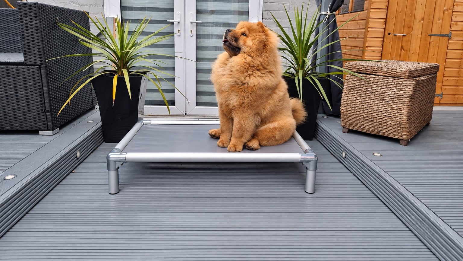 A Chow Chow sitting on a Cofa Bed on a patio